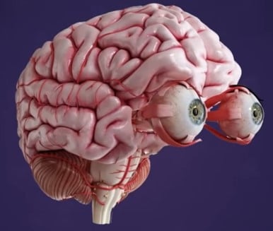 Human Brain, and Its Incredible Complexity