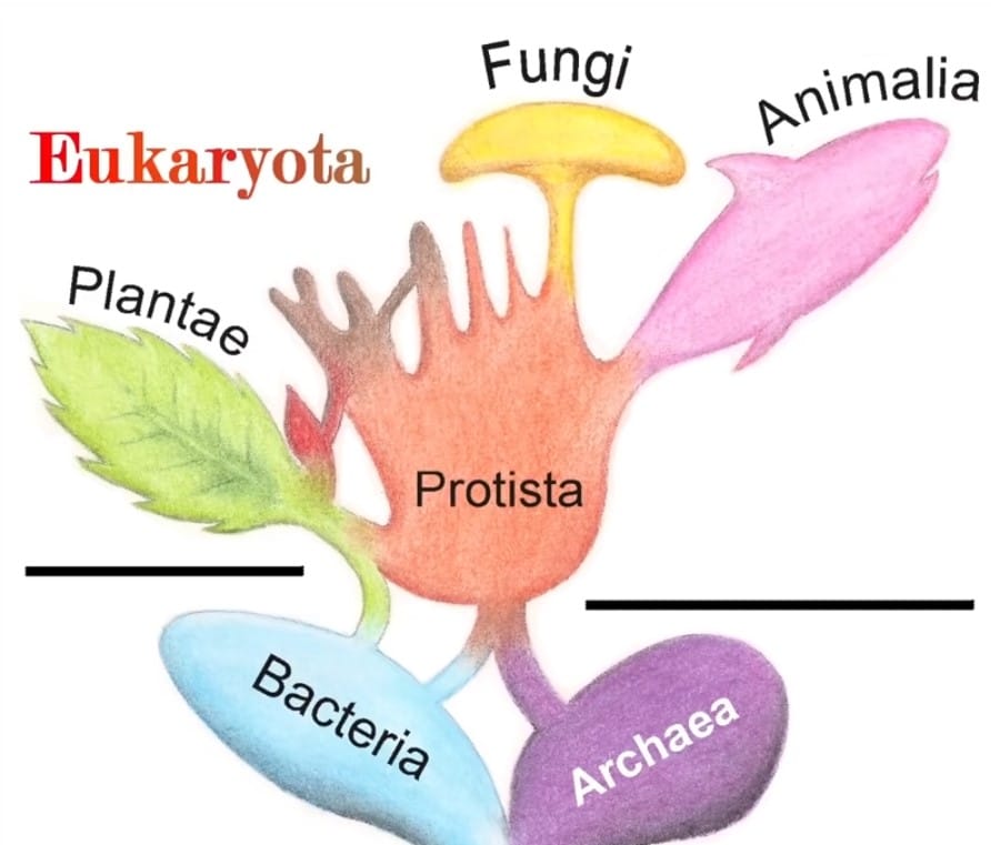 The tree of life and the main groups