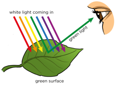 A green leaf absorbs all but green light