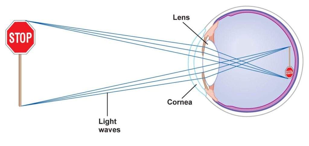 Eye and image on retina